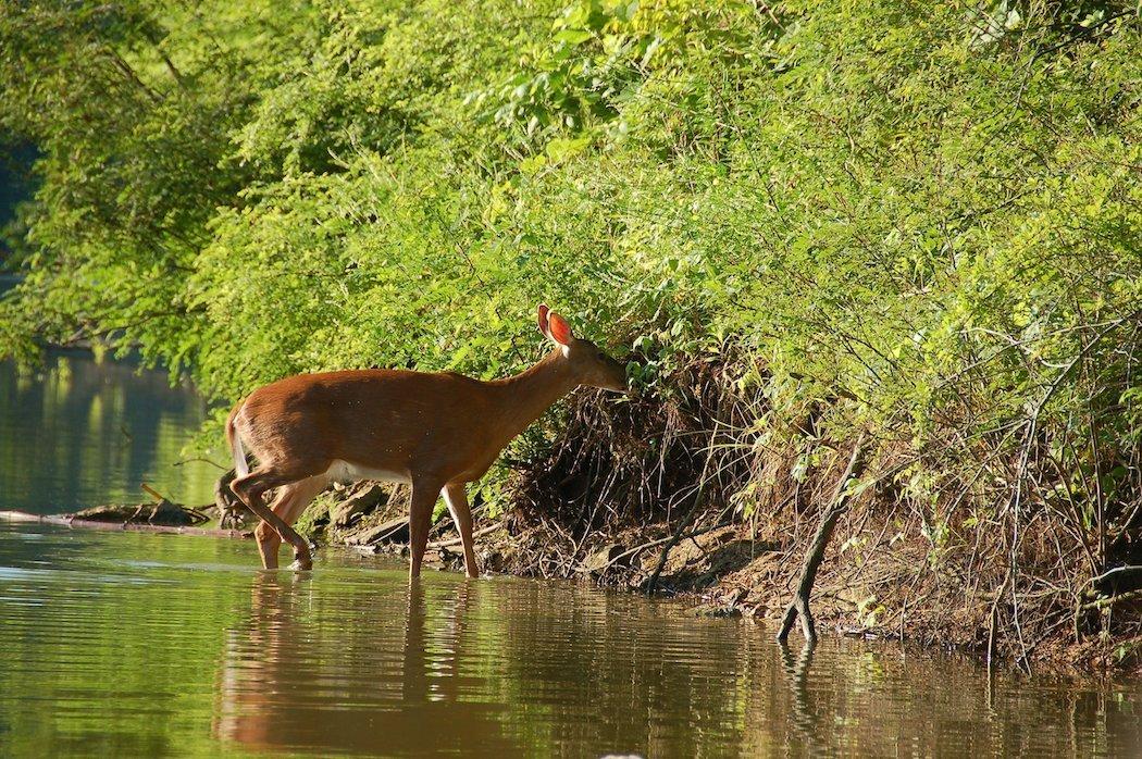 Many biologists and leading whitetail officials fear deer hunting will suffer, possibly even fade away, in the long run.