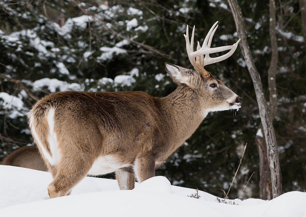 The Cheapest States for NonResident Deer Hunting This Season