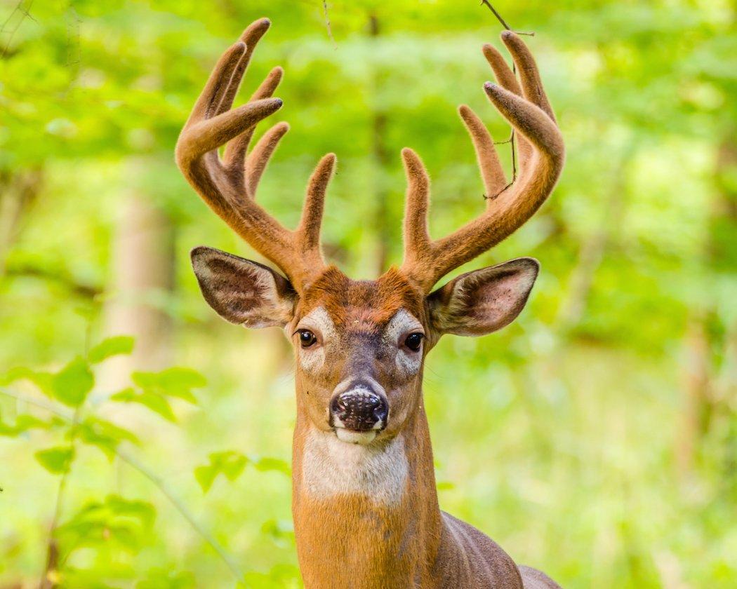 Old deer aren't easy to kill. (Bruce MacQueen/Shutterstock photo)