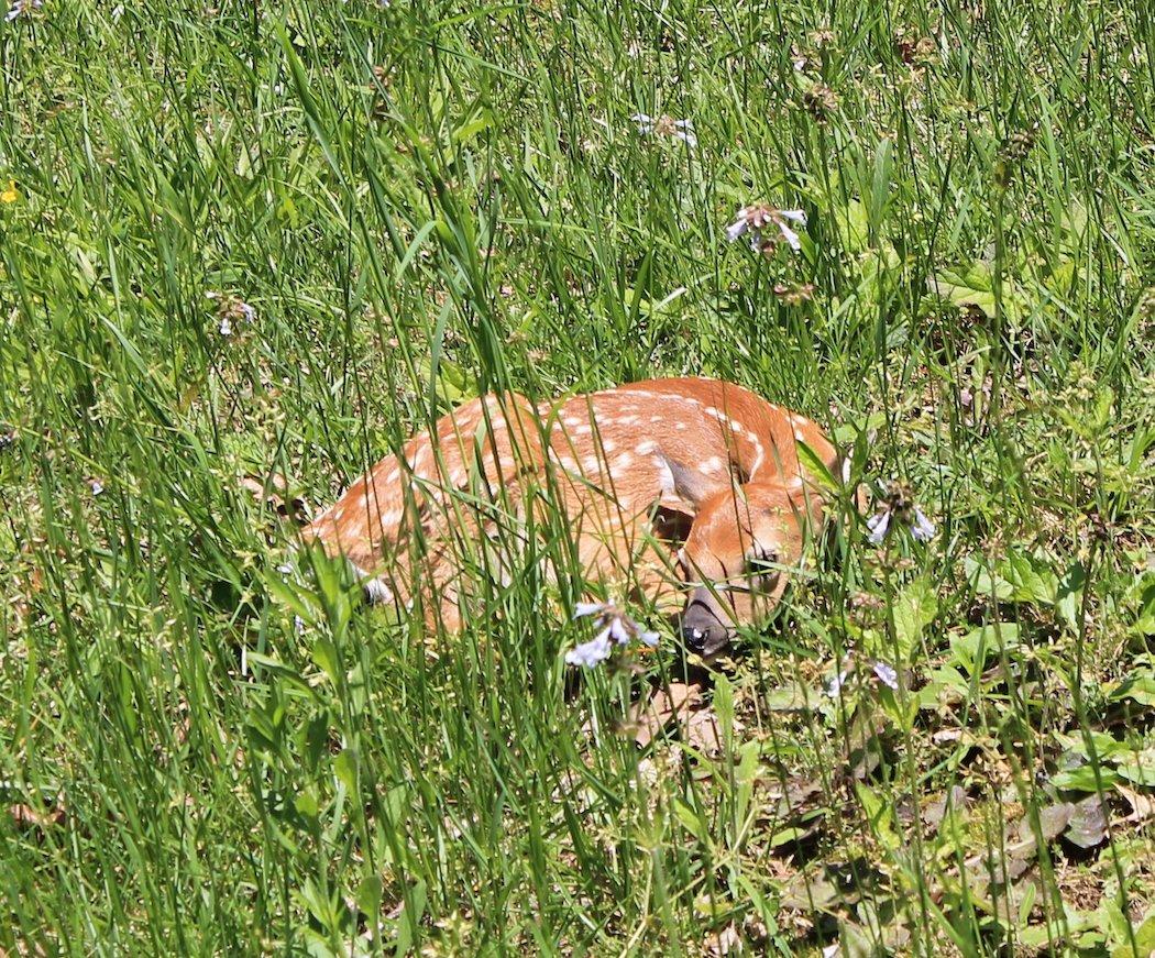 Myth: Bucks Contribute More to Offspring's Antler Potential Than Does.