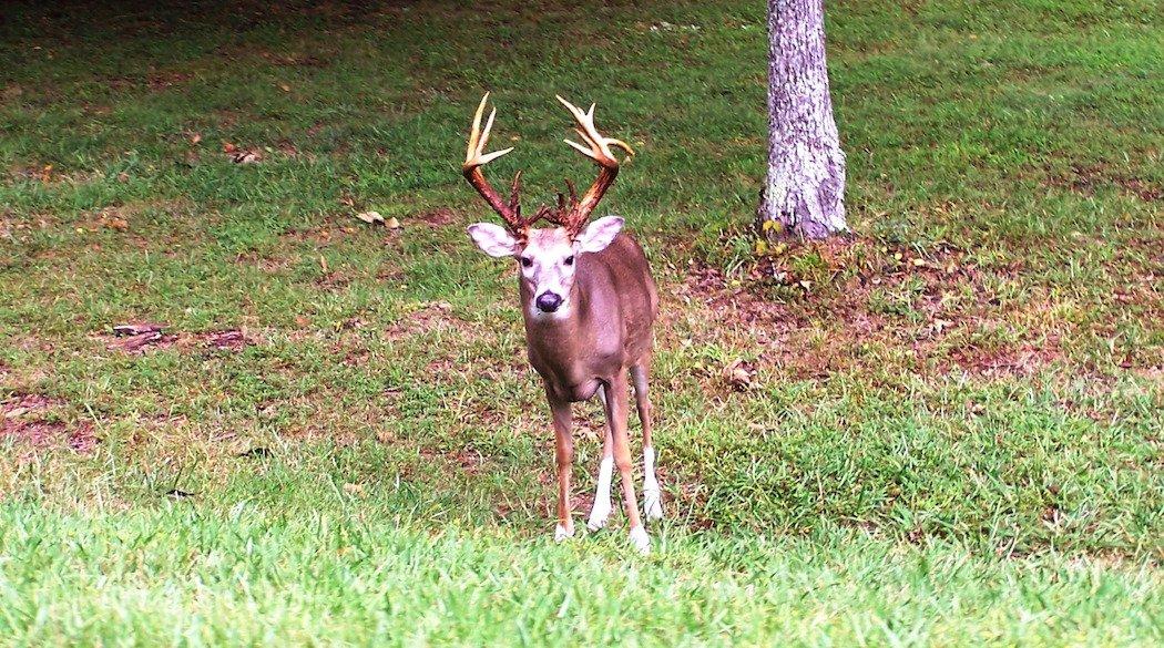 Myth: There Are Only a Handful of Whitetail Subspecies.