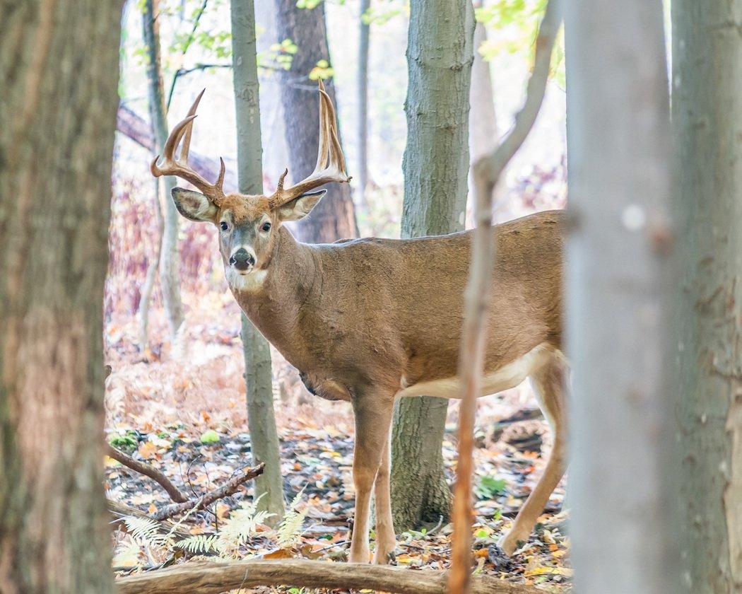 Bowhunting deer from the ground is no easy task. It isn't for everyone. But those who try it and are good at it know how much fun it really is.