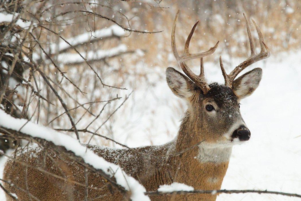 The late season brings a whole new set of circumstances. Know how to capitalize on the weaknesses of a late season buck.