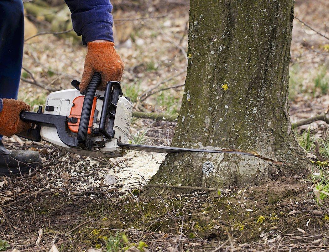 Selectively Cutting Timber