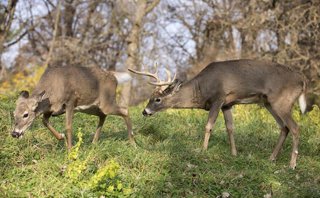 The level of absurdity recently reached new heights. (Shutterstock/Critterbiz photo)