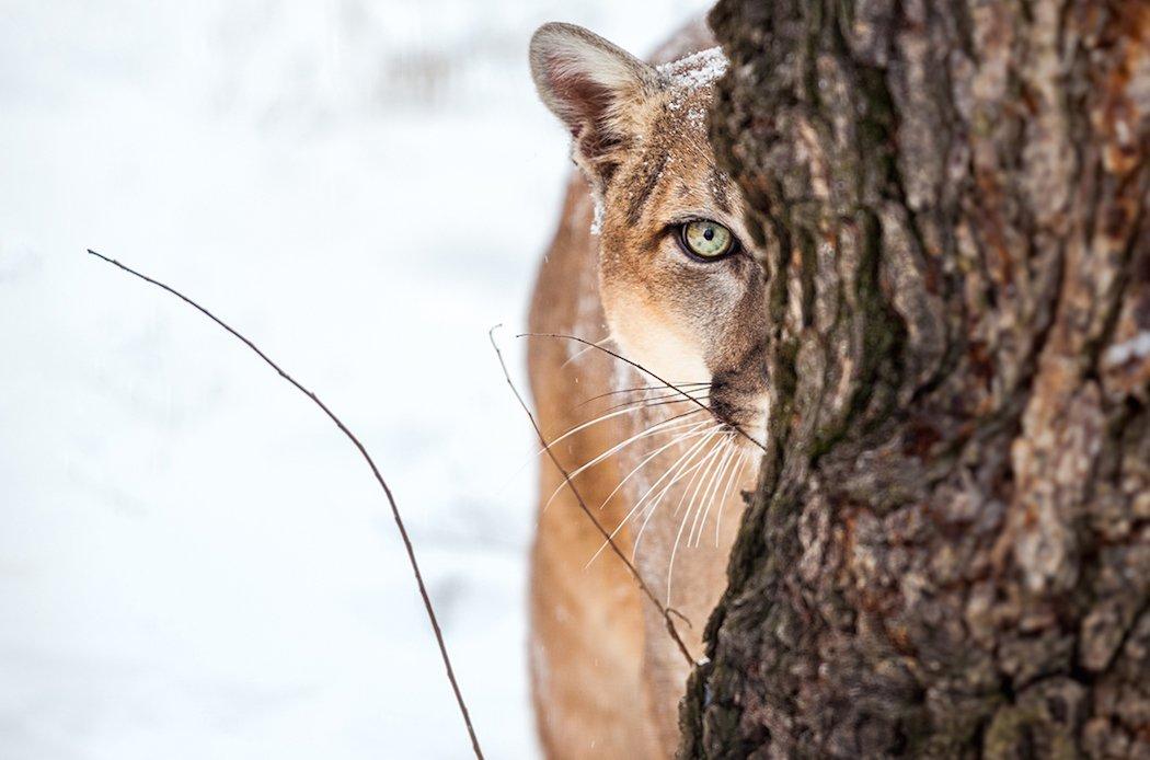 Think predators aren't killing off mule deer? Think again.