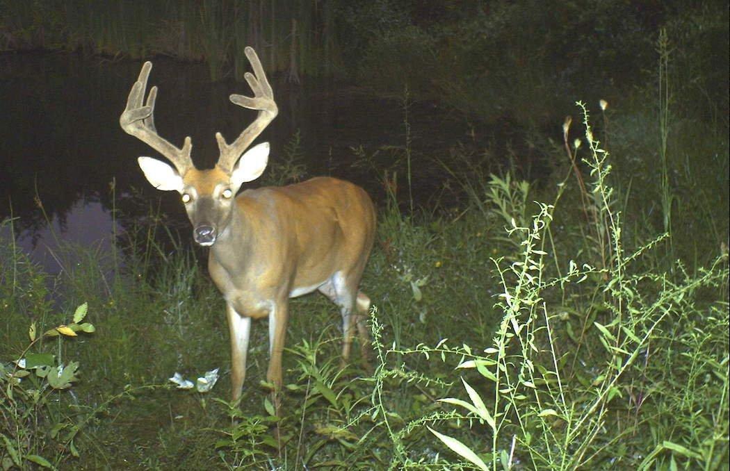 Use a system to organize your trail camera photos. (Josh Honeycutt photo)