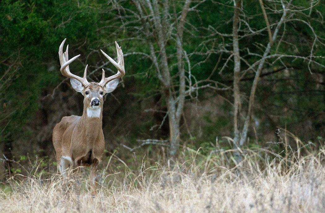 Big, majestic typical whitetails are incredible creations. (Russell Graves photo)