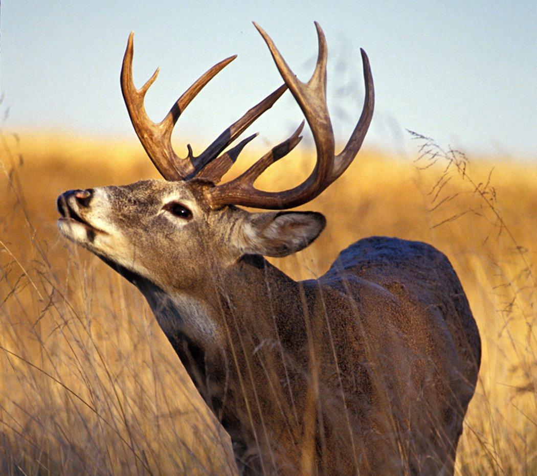 Myth: When a Buck Lip-Curls, It Is Checking to See If a Doe Is in Estrus.