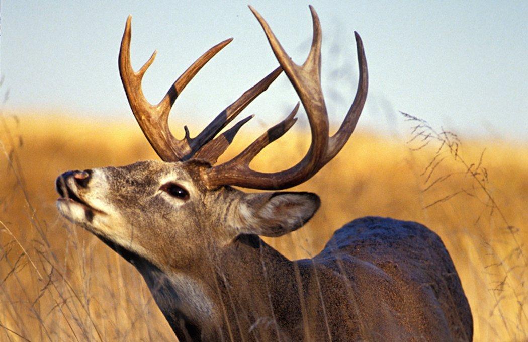 15 Deer Hunting Myths Even Experienced Hunters Believe