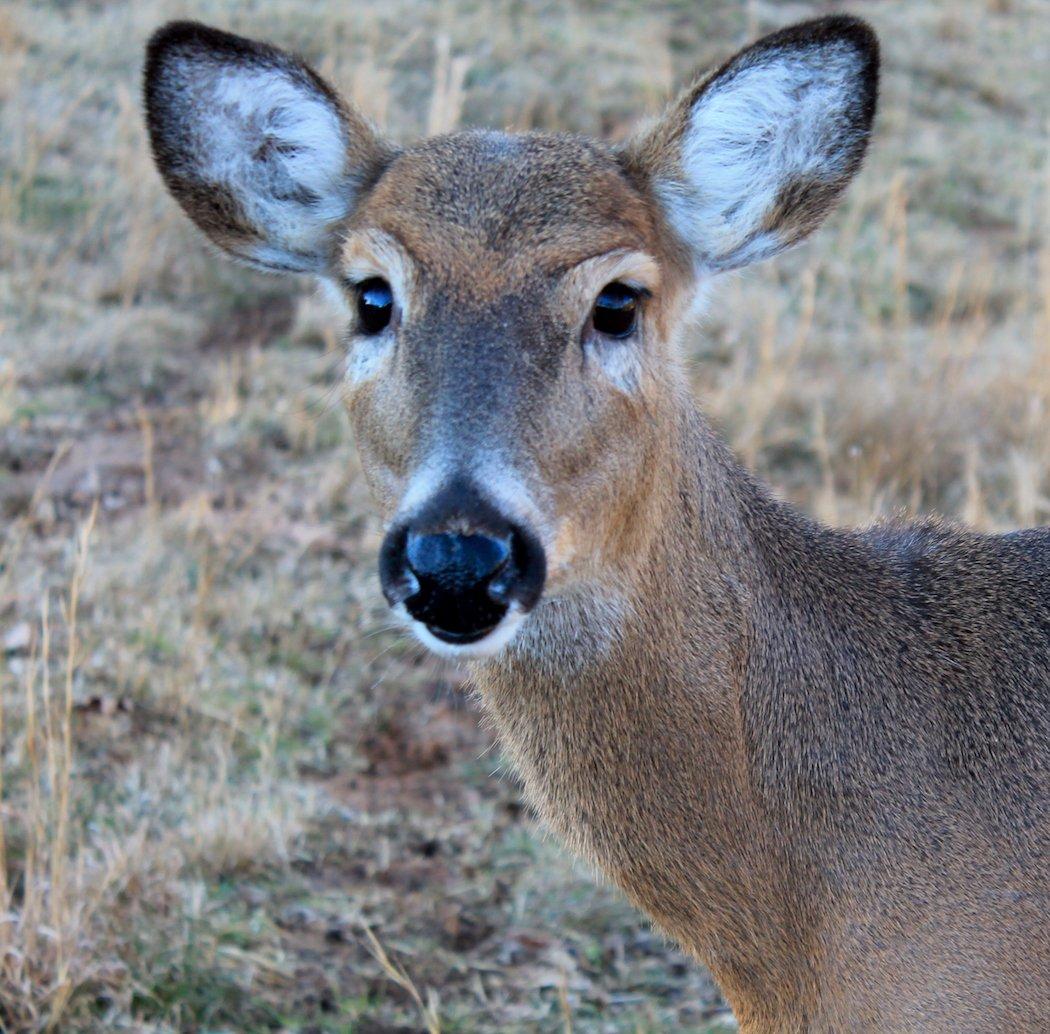 Myth: Whitetails Hear So Much Better Than We Do.
