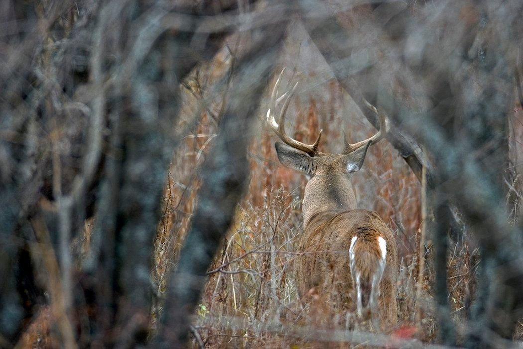 Do these things to see more big bucks.