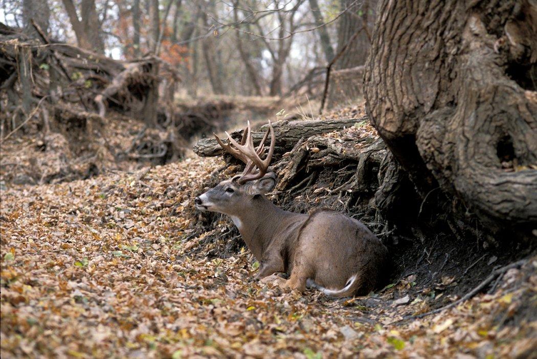 Mature bucks often bed with their backs to a structure such as a rock or log. (Denver Bryan photo)