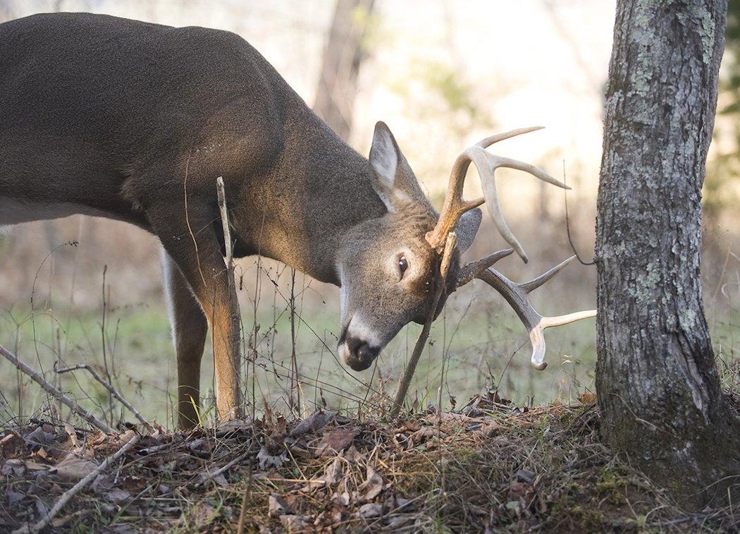 Myth: Bucks Rub Trees Just to Get the Velvet Off.