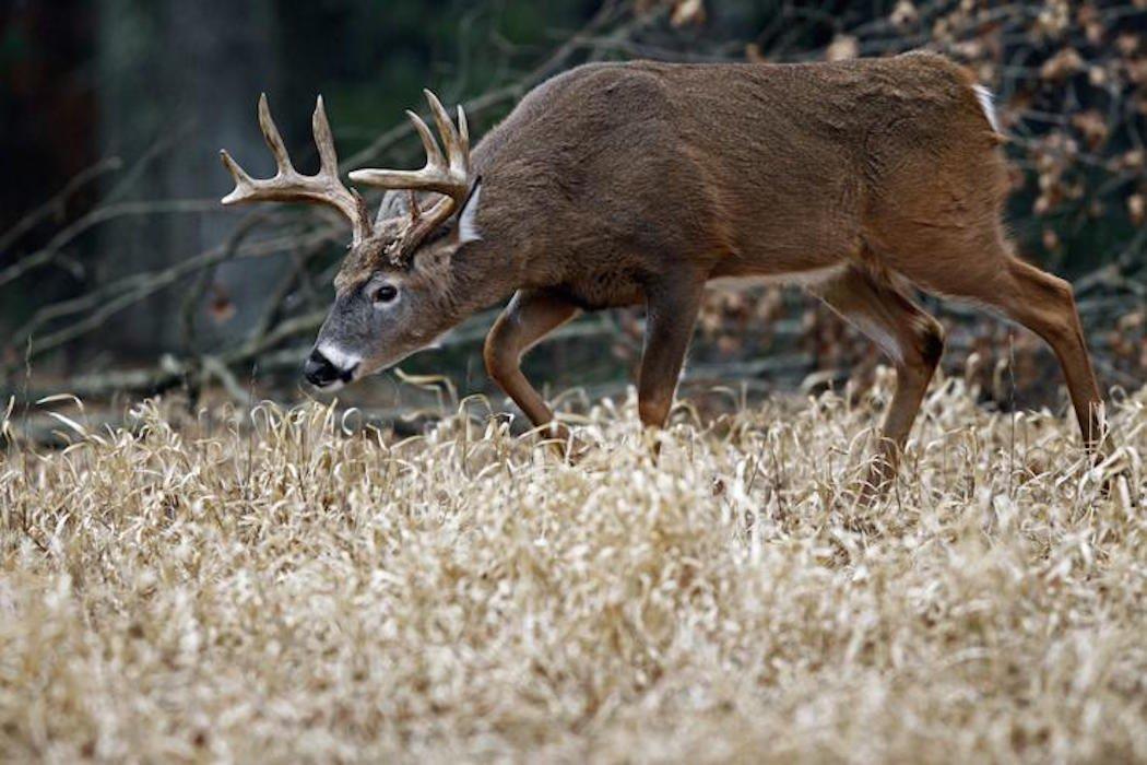 In the South, rut activity is often diluted by mixed gene pools, intense pressure and many other cumbersome factors. Therefore, it results in a much harder destination to hunt wary whitetails. This makes it even more important to fully understand whitetail behavior. (Images on the Wildside / John Erikson photo)