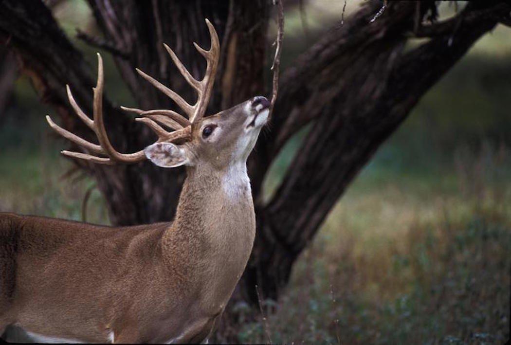 Boone and Crockett's Top Whitetail States