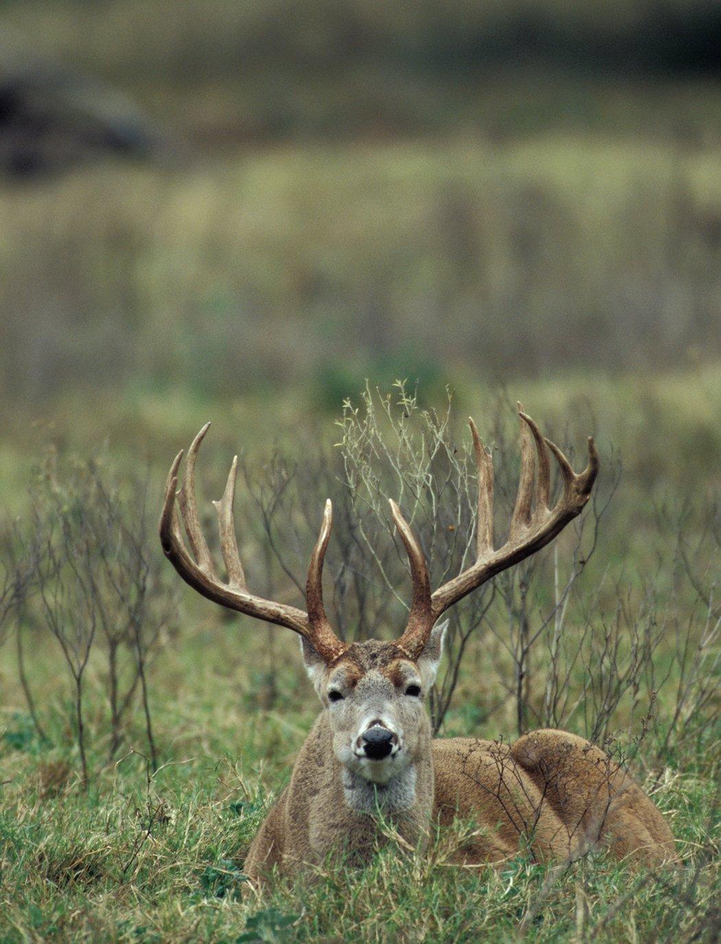 Bryant Buck: Oklahoma Hunter Tags Top-5 Typical Whitetail - North American  Whitetail