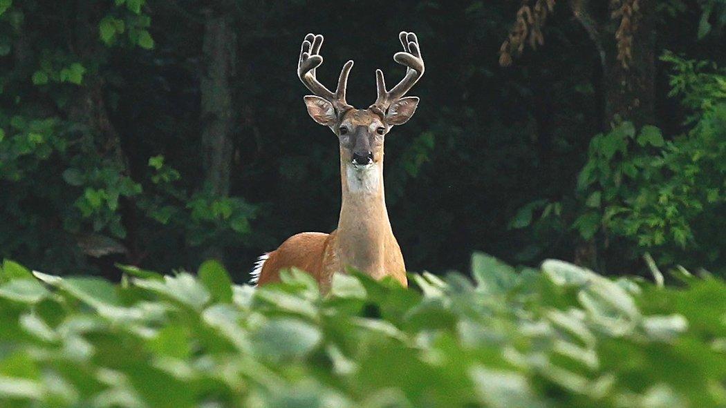 How much time do you spend scouting? (Heartland Bowhunter photo)