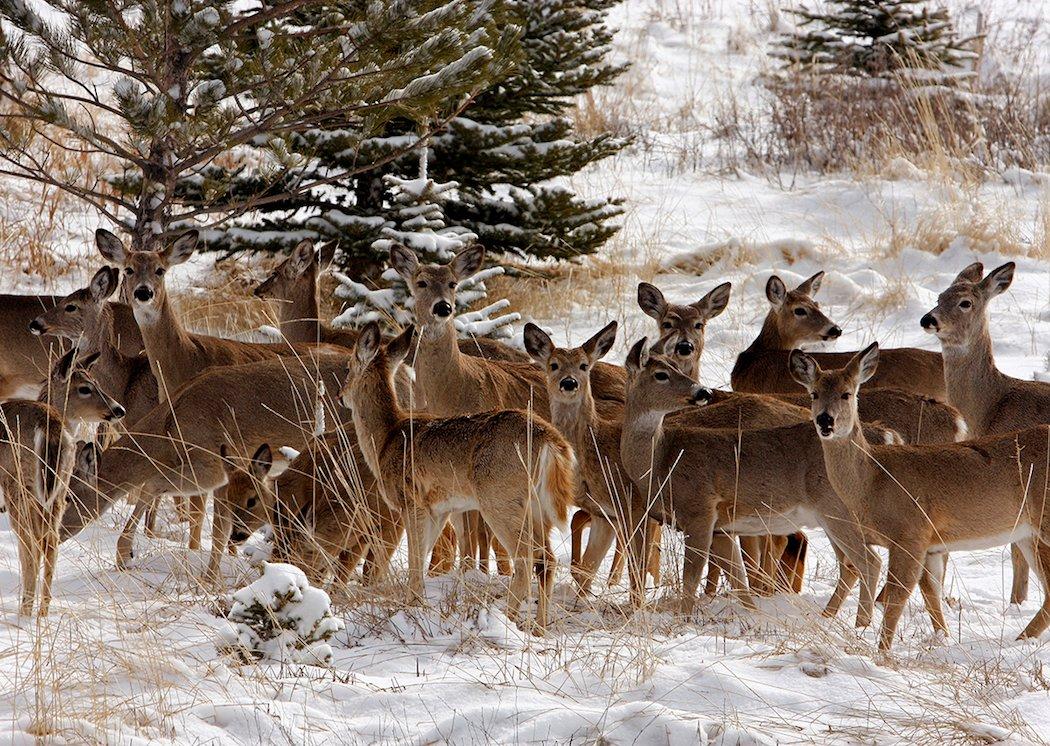 Deer yarding during the winter. (Denver Bryan/Images On The Wildside)