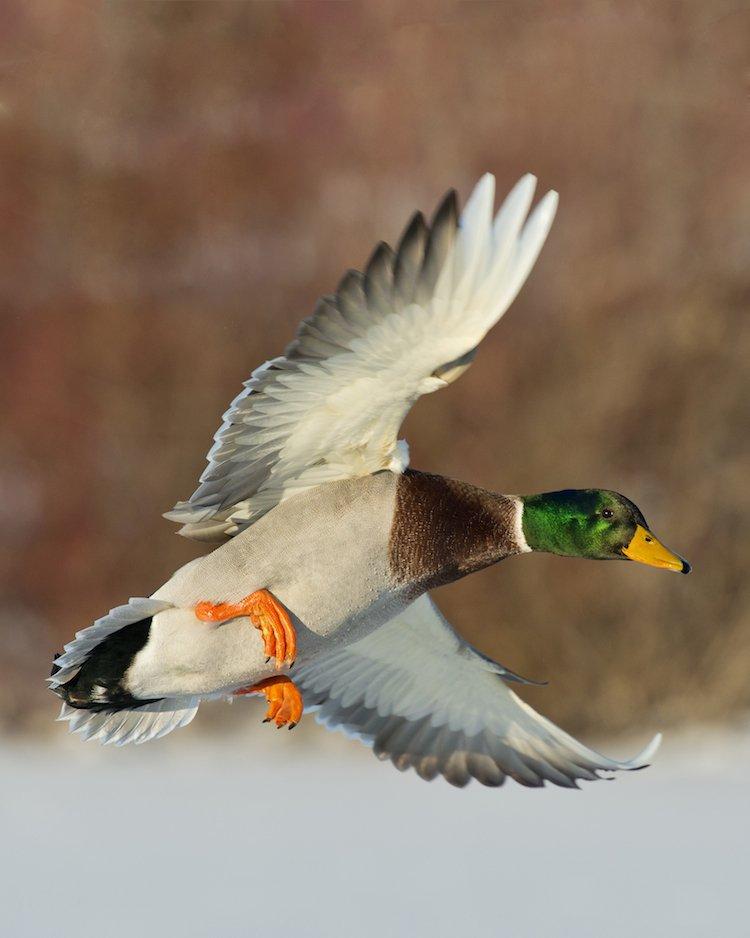 Why pre-mount during practice if you can't pre-mount on a duck?