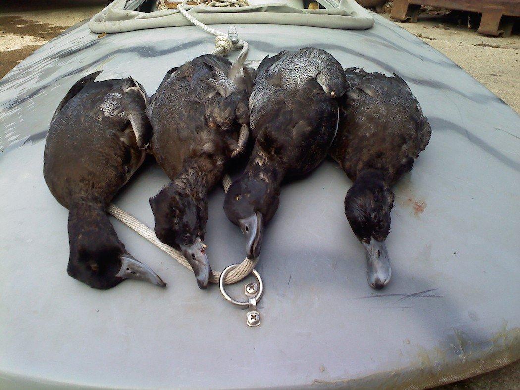 The reward of a good open-water hunt. (Brian Lovett photo)