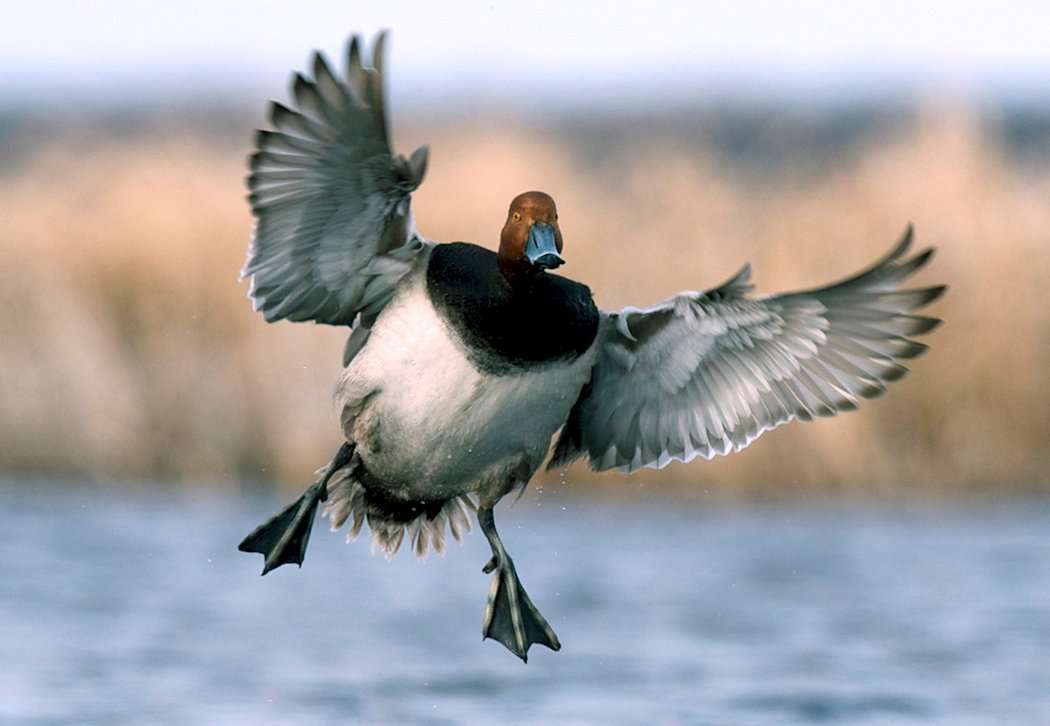 Open Water Duck Rash How To Target Open-Water Ducks - Realtree Camo