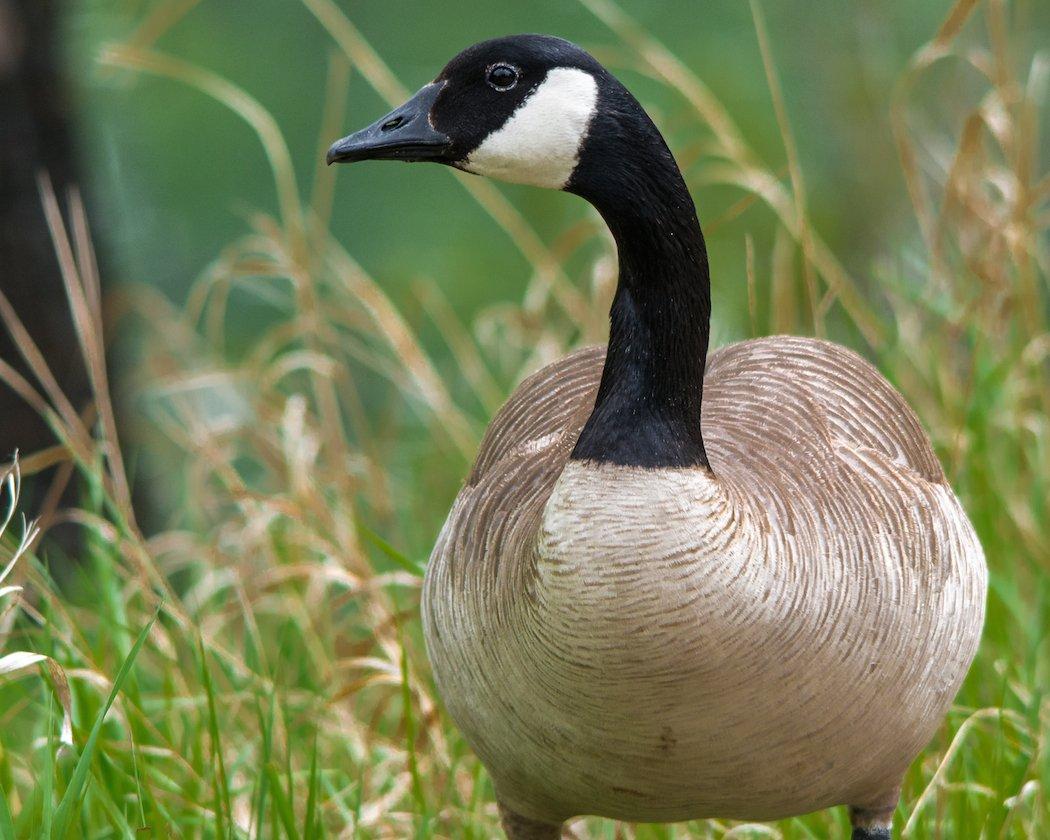 Find the food and find the flock. 