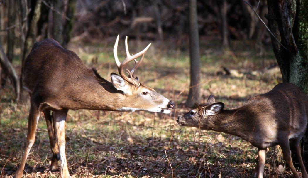 Some hunters and leading wildlife officials believe the earn-a-buck program is partially to blame for decreasing populations.