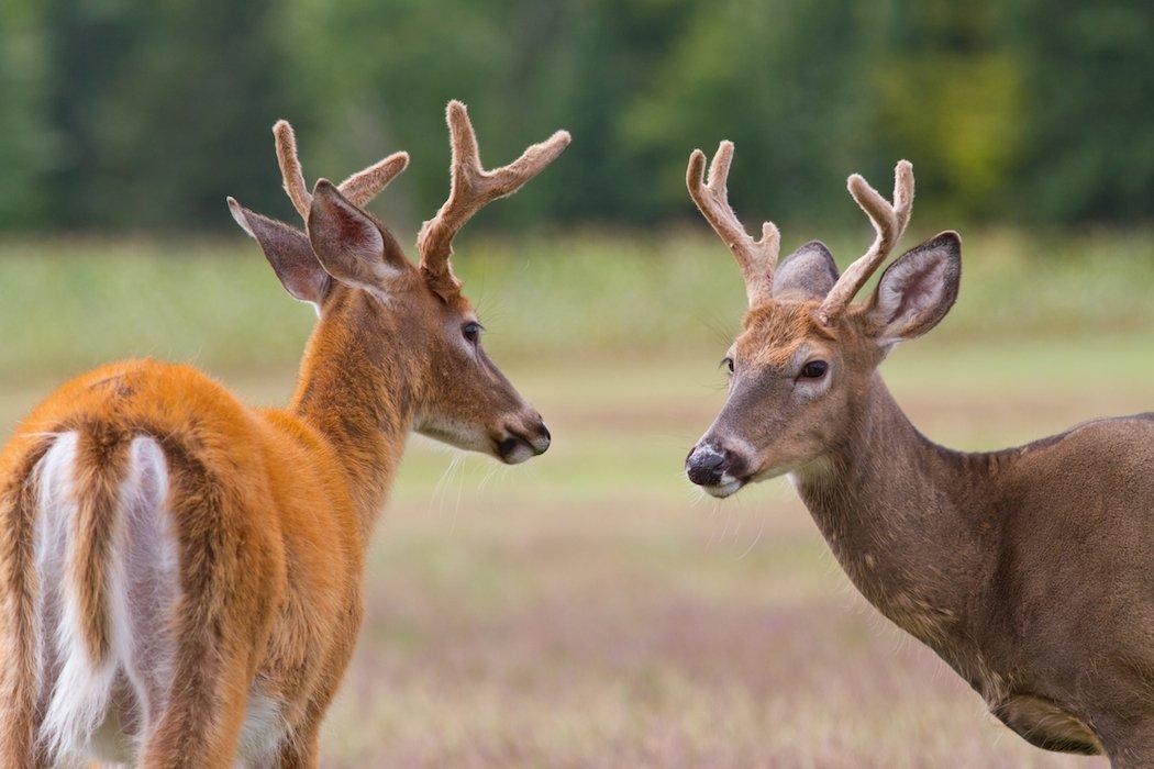 Two yearling bucks running together.