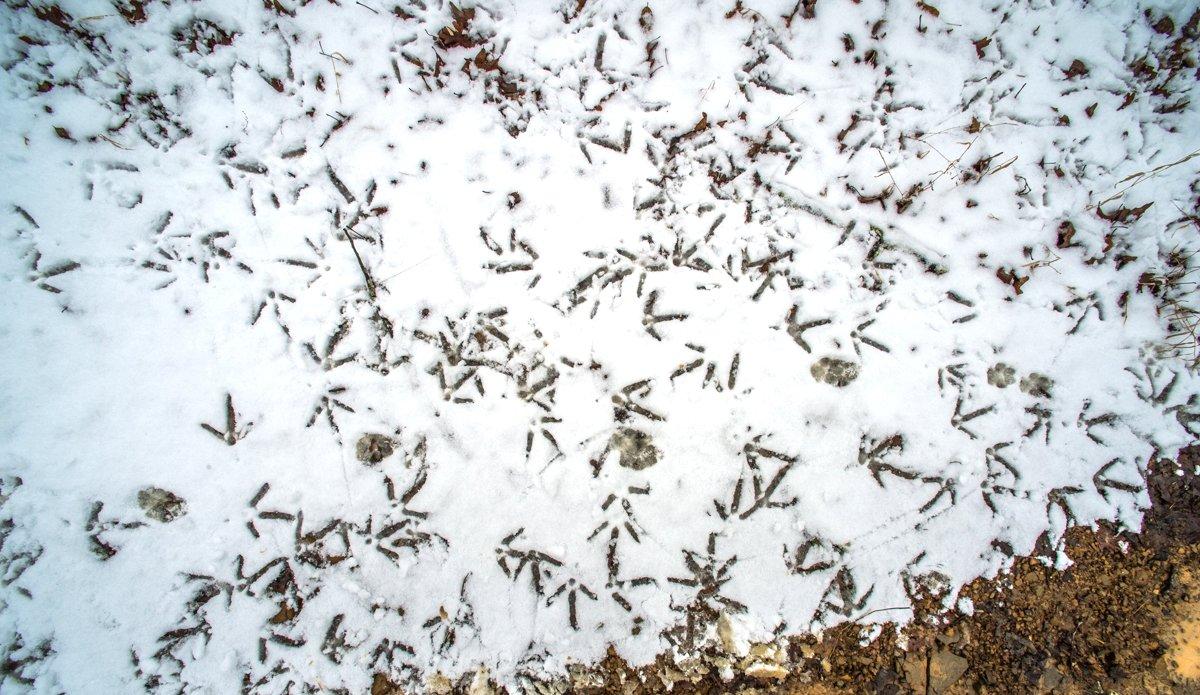 Fall and winter flock sizes tend to peak during the late season. © Bill Konway photo