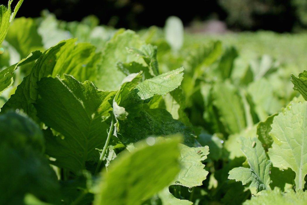 Brassicas are a solid choice for cooler climates. (Josh Honeycutt photo)