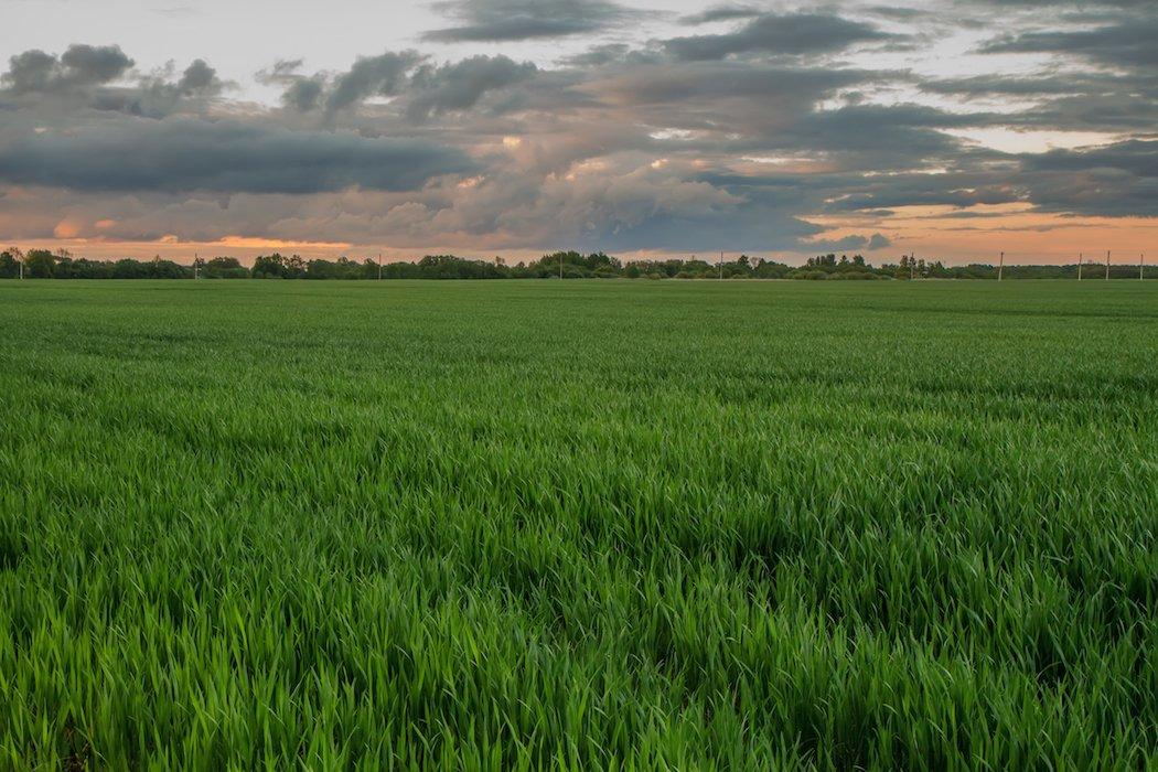 Wheat is very attractive during its early stages. Time planting based on when you want to hunt over it.