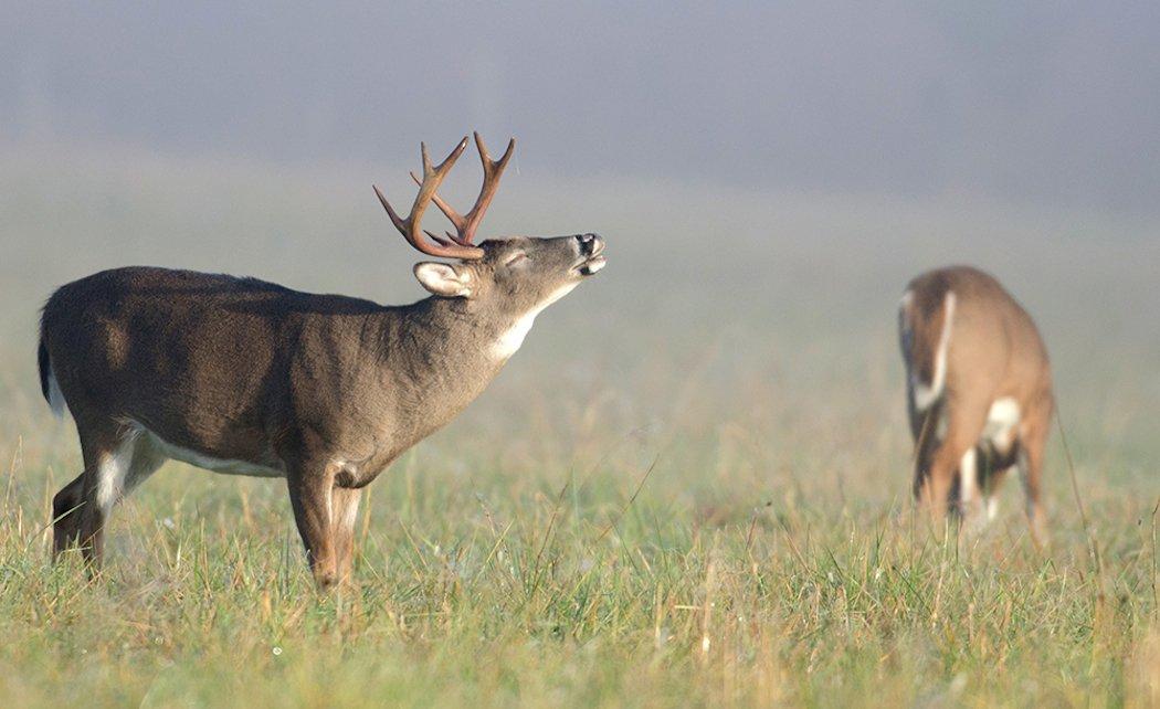 5 Signs A Doe Is In Estrous Realtree Camo