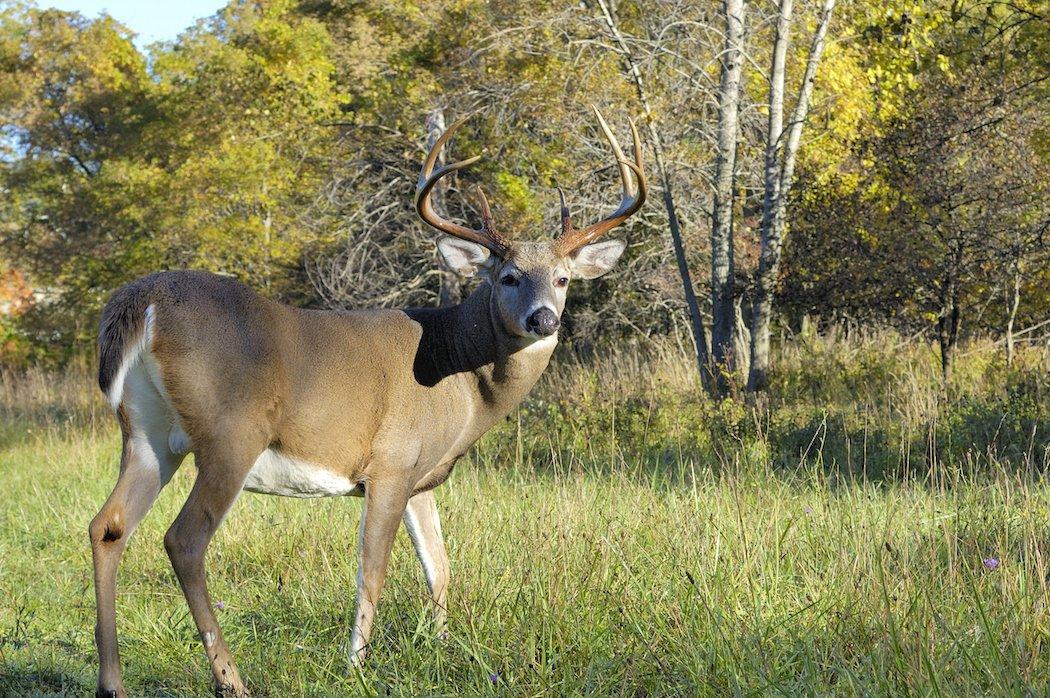 Choose the right deer cartridge for you.