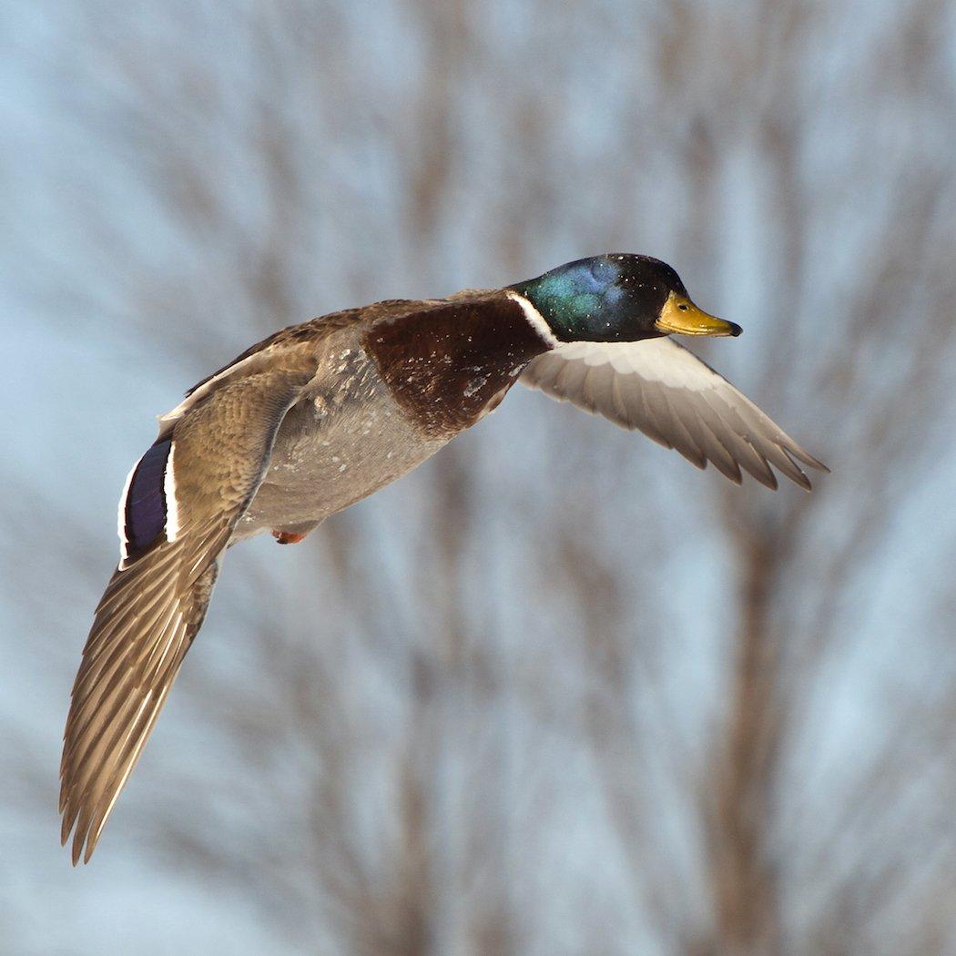 Float hunting for river ducks is quite the experience. It takes time to master. But once you do, it opens a whole new world of waterfowling.