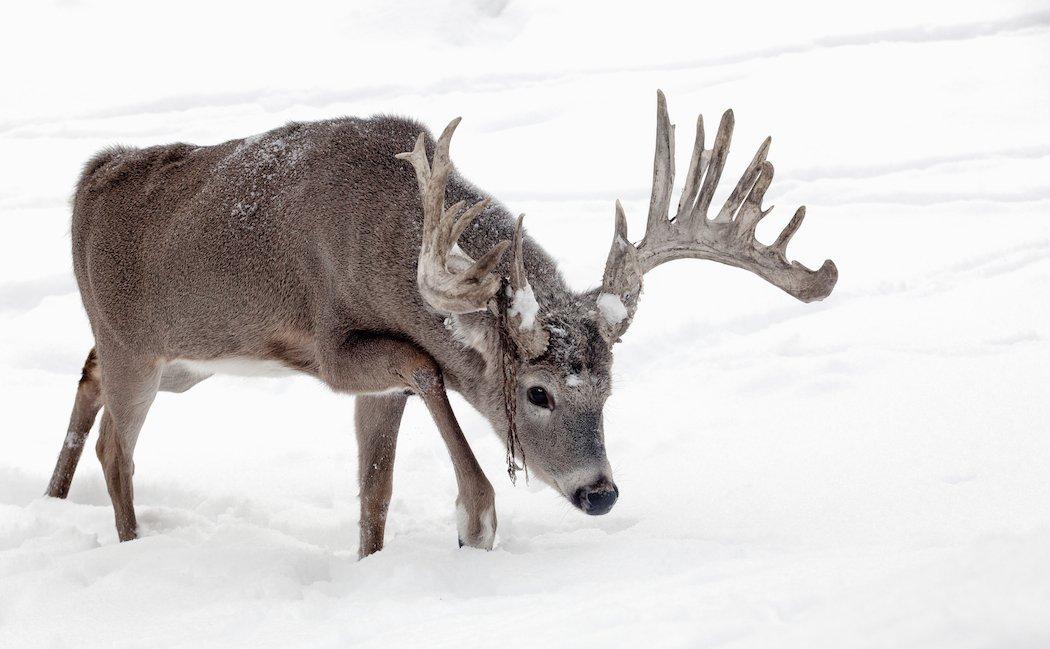 Hunting late season bucks can be very productive.