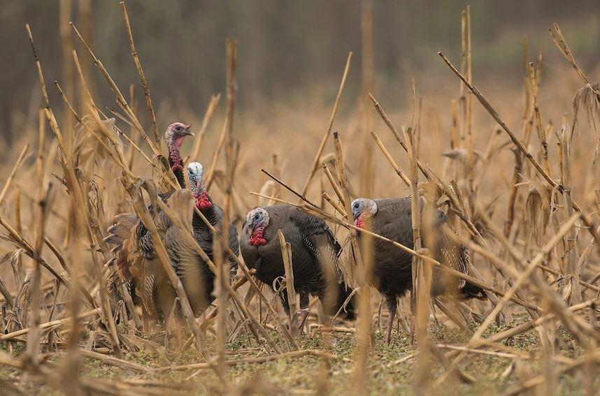 Use these tips to tag your fall turkey. (Realtree/John Hafner/Heartland Bowhunter photo)