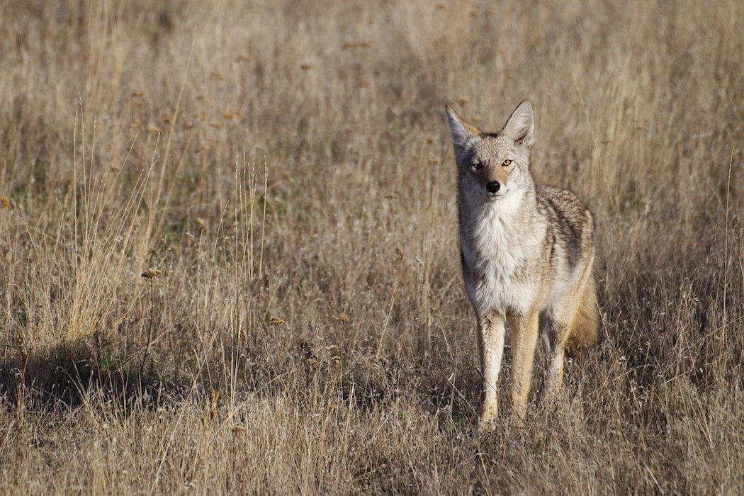 If multiple hunters are present, set up so multiple directions are covered.