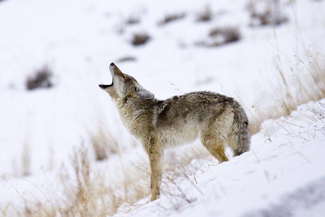 People often believe the western coyote is easy to hunt. That couldn't be further from the truth. (c) Richard Seeley-Shutterstock photo