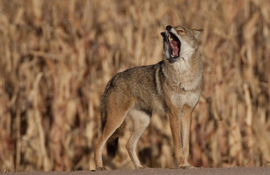 Kill a coyote. Save a fawn. (Russell Graves photo)