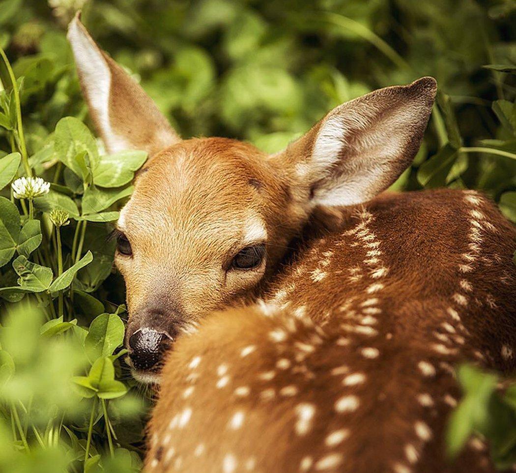 Save the fawns. (Bill Konway photo)