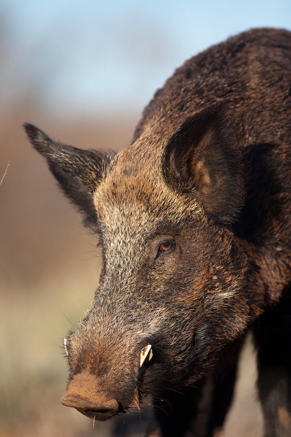 Stalking hogs isn't an easy task. (Russell Graves photo)