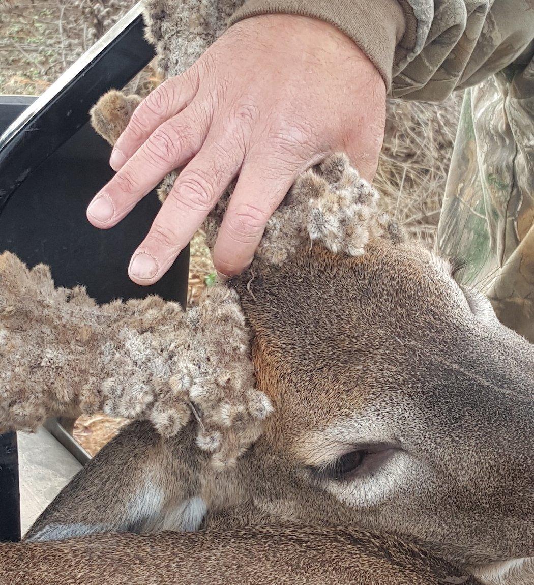 The mass on this deer is incredible. (Photo courtesy of Casey Burnett)