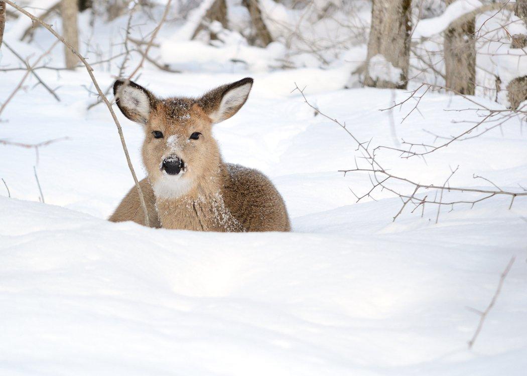 Quality bedding cover is essential for late-season hunting. Find it.