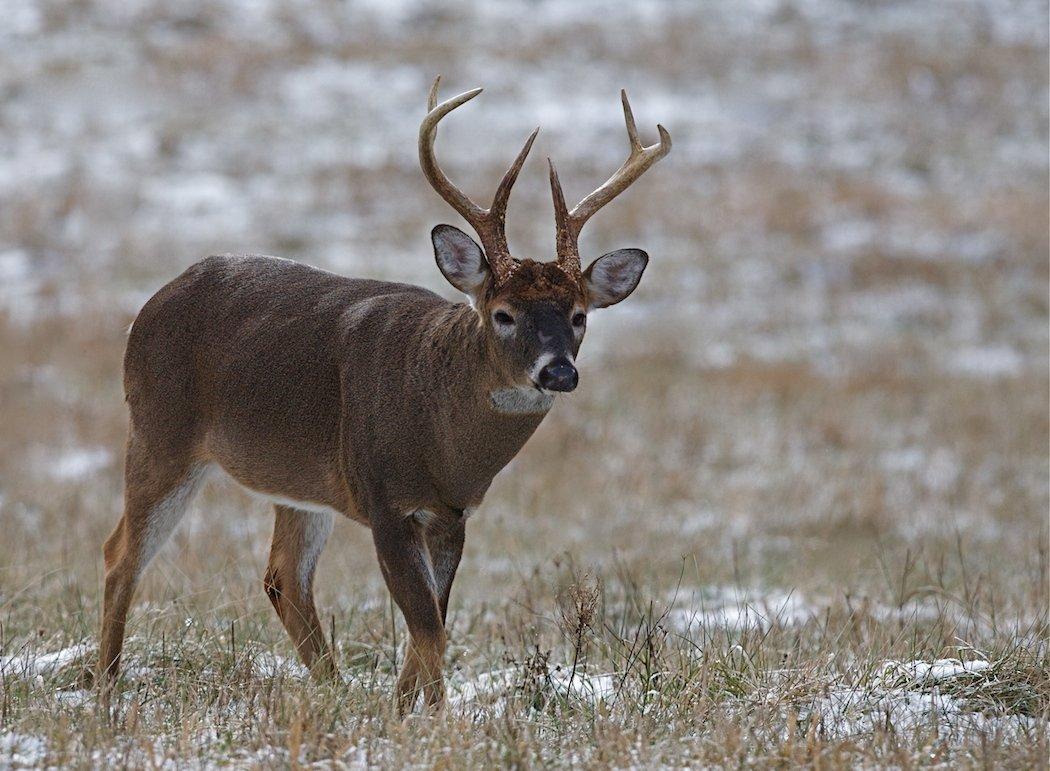 Deer hunting in the late season