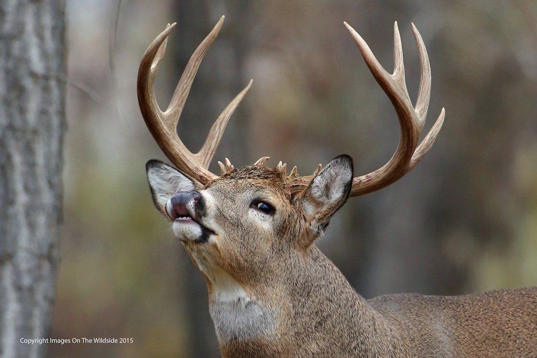 Use scent lures to up the odds during the rut. (Photo by Peter Eades)