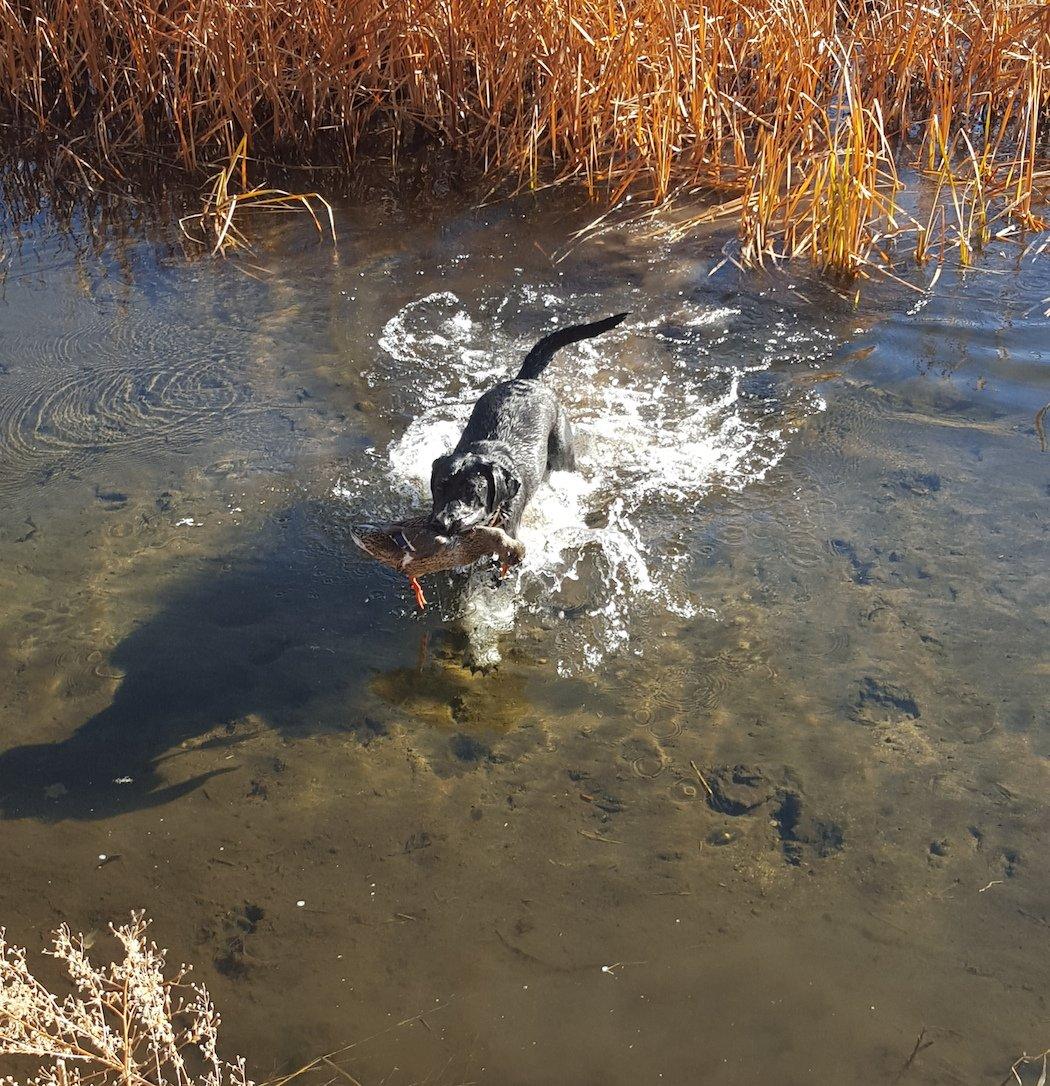 Watching a dog retrieve a duck is a wonderful sight