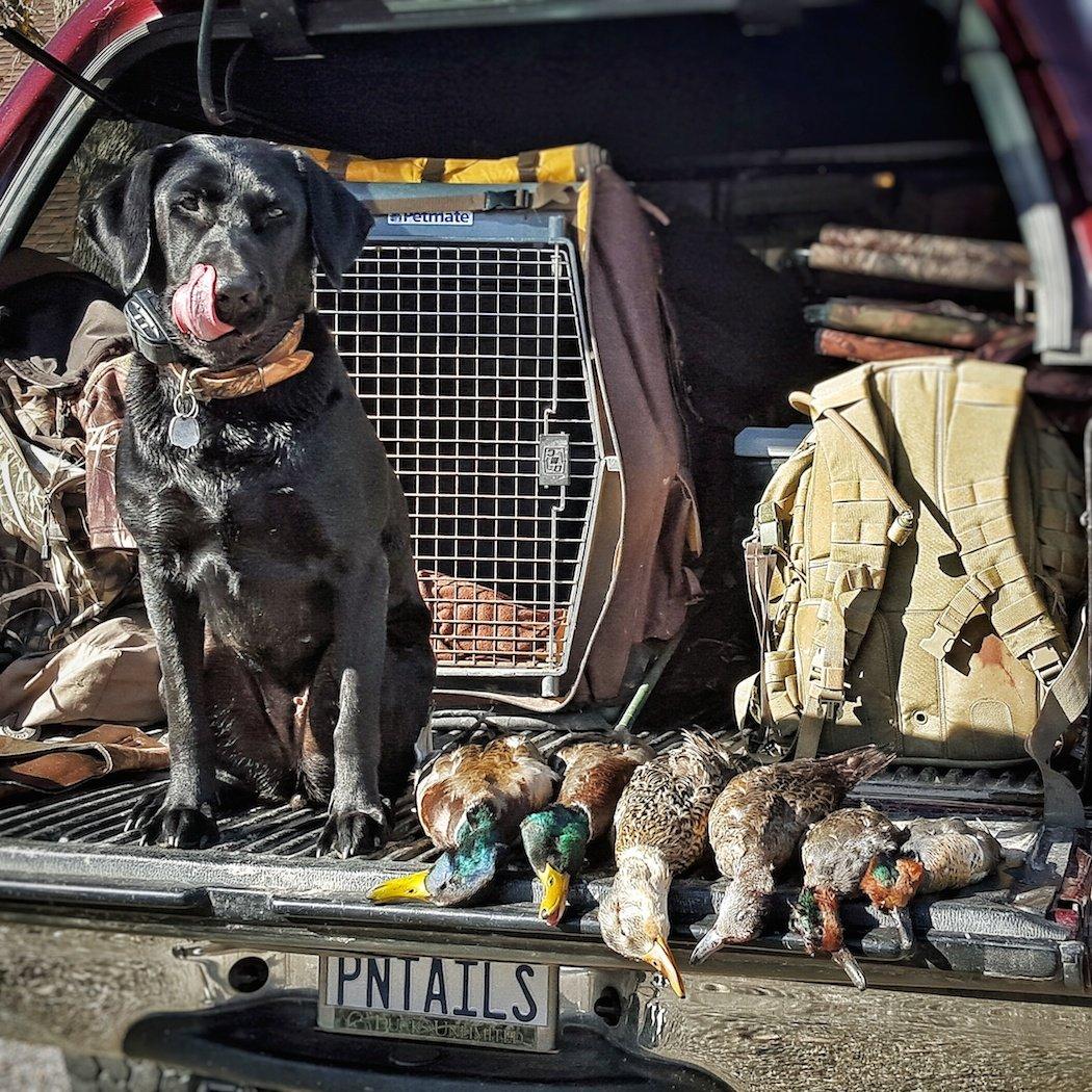 A duck dog and a limit of ducks