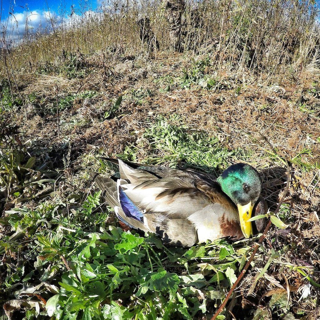 Greenhead mallard duck