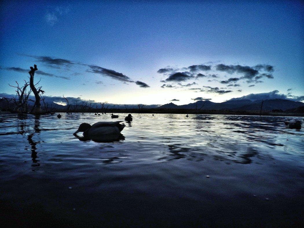 Duck decoys on the water